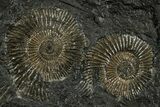 Dactylioceras Ammonite Cluster - Posidonia Shale, Germany #228030-1